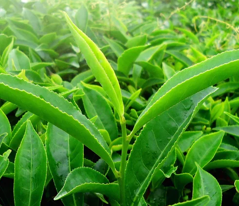 Green Tea Leaf Extract